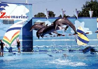 Dolphin show at the Zoomarine in Guia